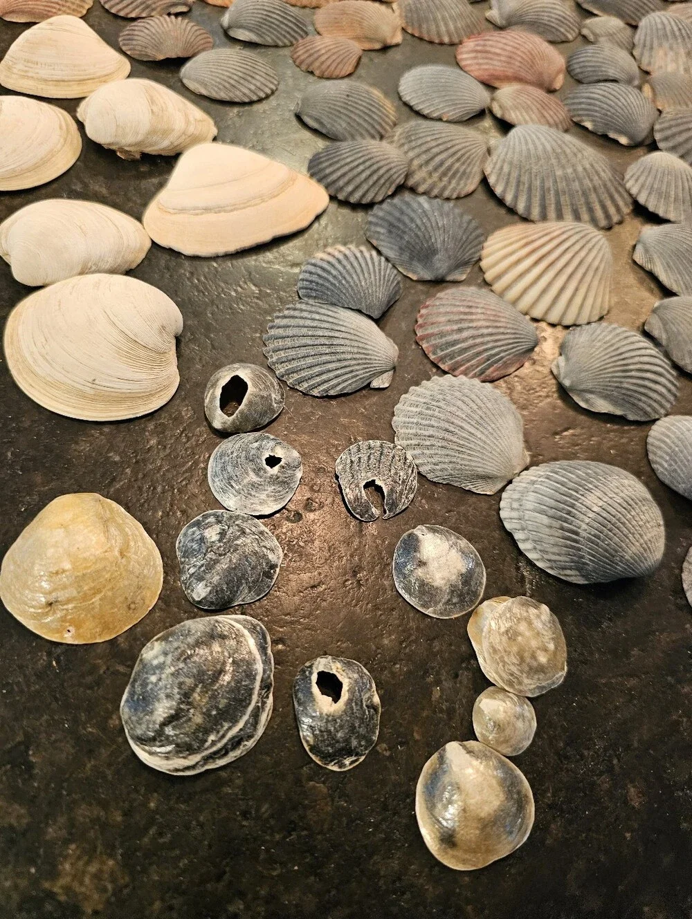 229 Seashells Natural Pink, Gray, Cream for Crafting, Stained Glass, Jewelry